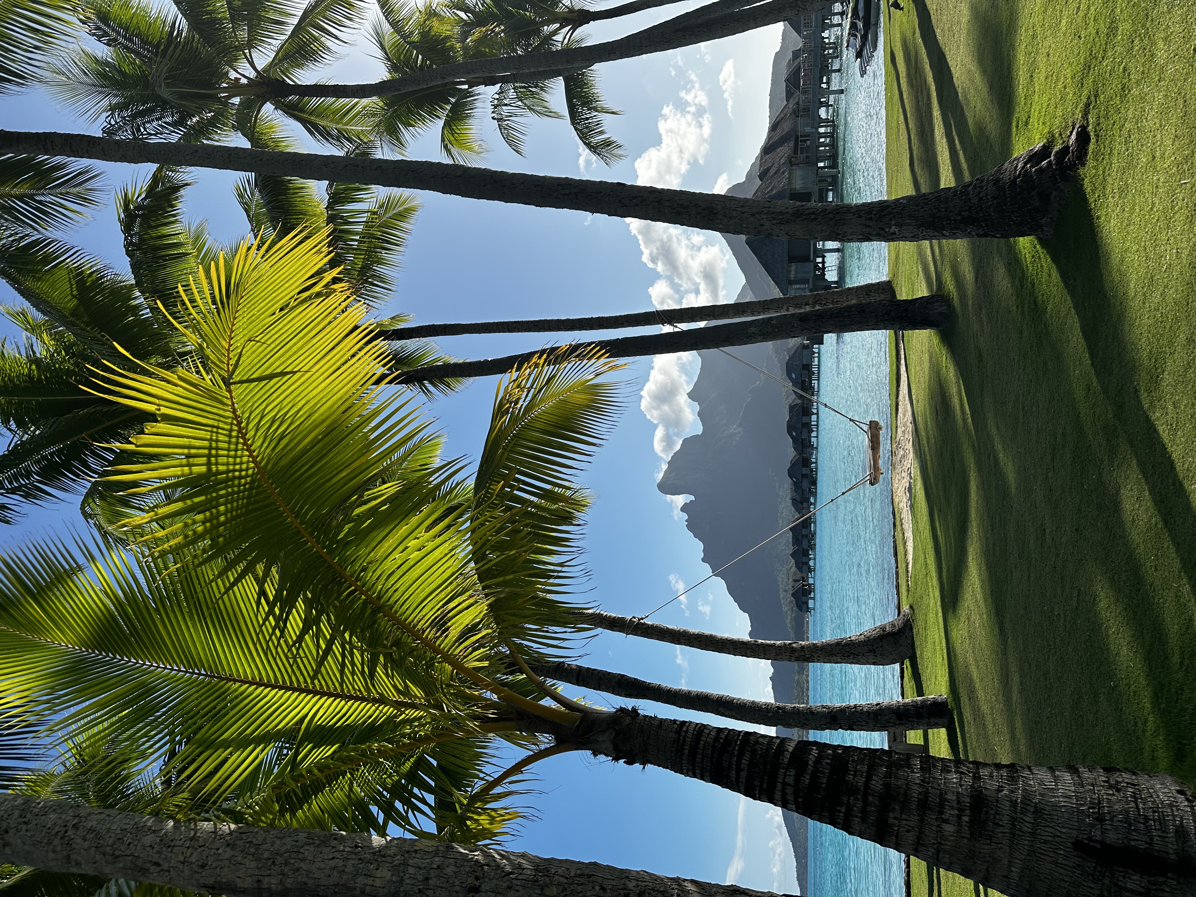 A yacht-like island arrival framed by palms and blue water.